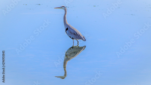 bird reflection © Kirk