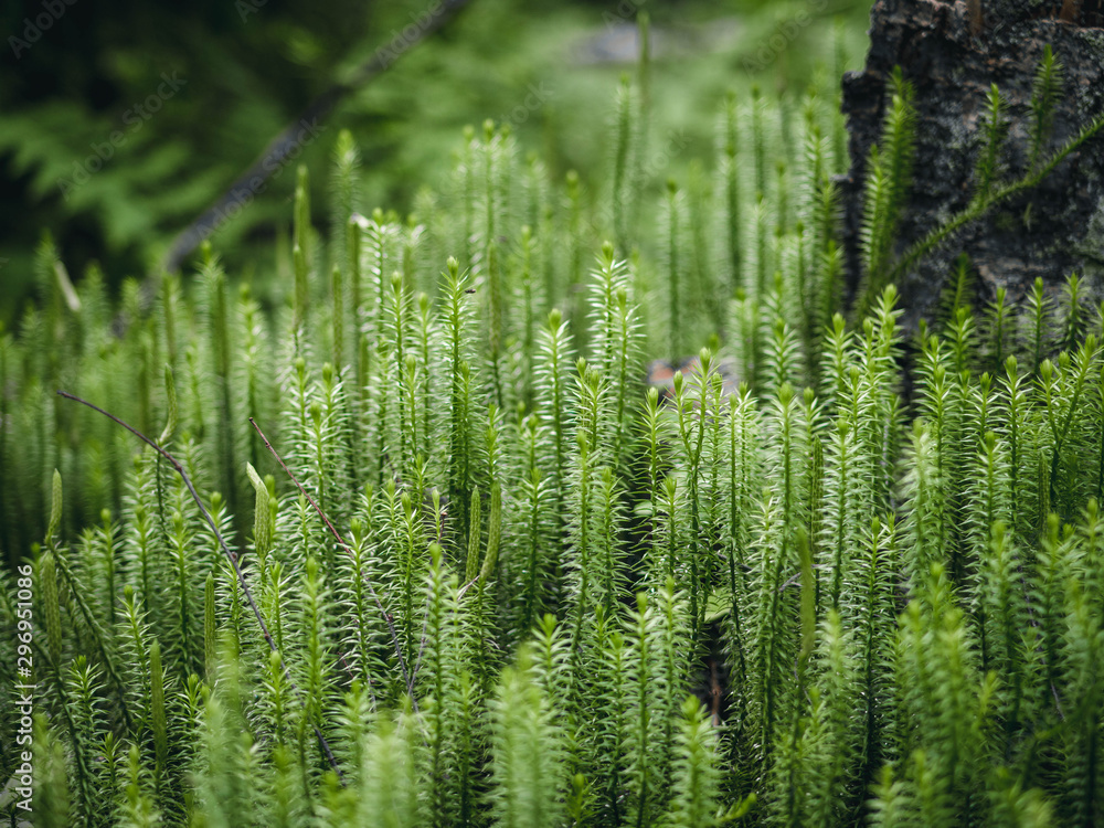 grass in the forest grass in the forest