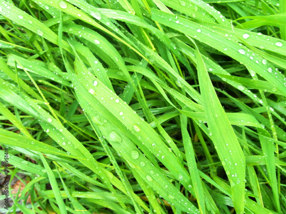 lange, breite Gras-Halme liegen wie Haare im Herbstregen lange, breite Gras-Halme liegen wie Haare im Herbstregen