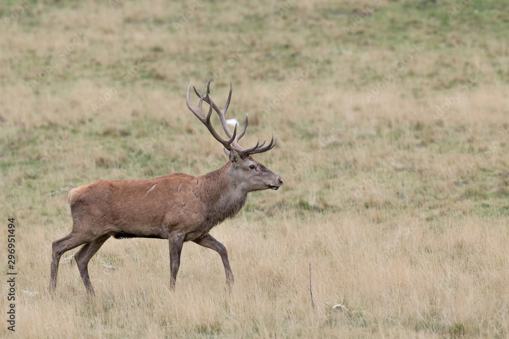 The majestic Red deer male (Cervus elaphus) The majestic Red deer male (Cervus elaphus)