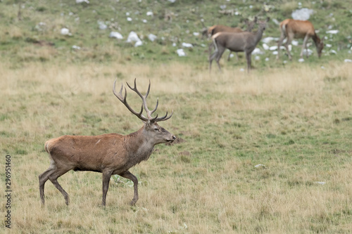 The majestic Red deer male  Cervus elaphus 