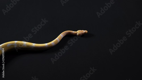Albino royal python crawling from the left to right