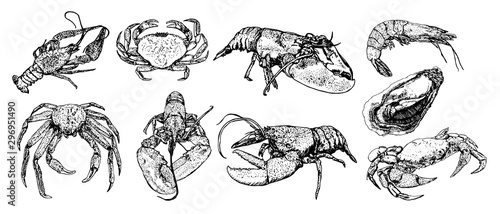 Set of sketch lobster, crab, crab, shrimp, oyster, black line isolated on white background