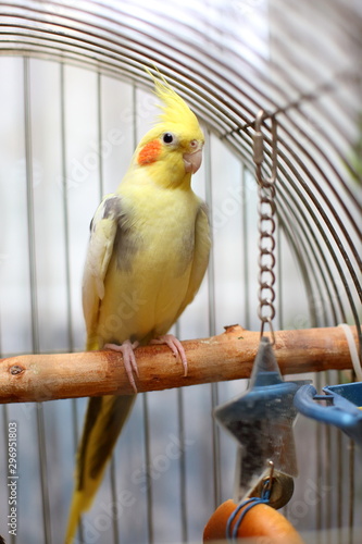 Parrot Corella in a cage. © oksnemova