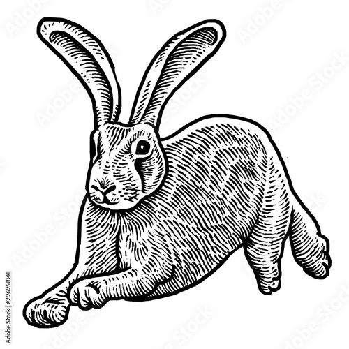Rabbit engraving design art style