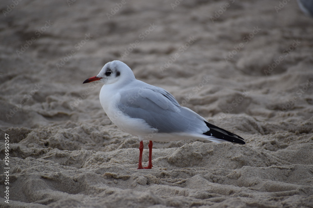Herbst an der Ostsee Herbst an der Ostsee