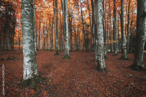 Autumn landscape of the beautiful  colorful forest