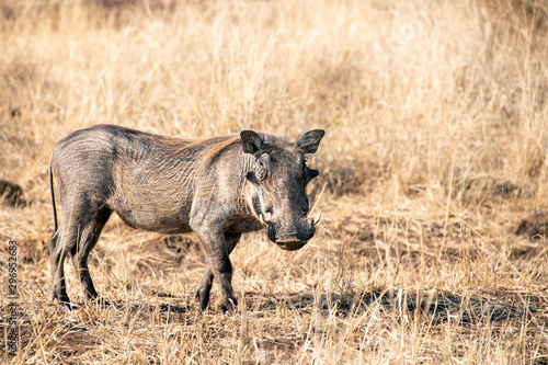 warthog in kruger park south africa