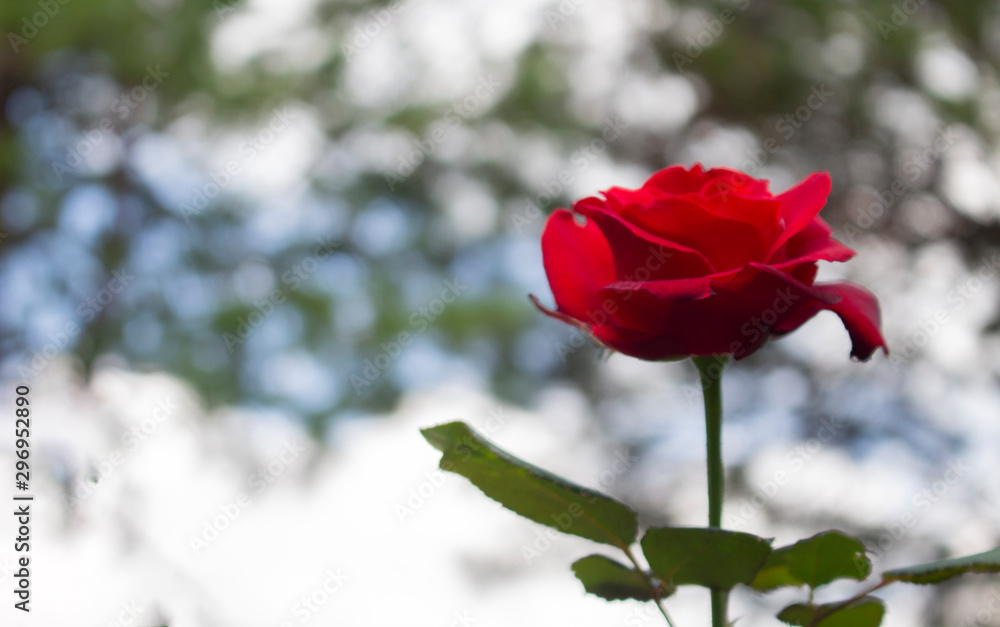 Obraz premium Red rose on bokeh background
