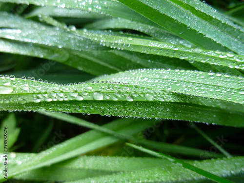 Texture of Elymus repens (wheatgrass, wheat grass, couch grass) in dew drops. Close-up, top view, selective focus. A lot of green grass stalks with long leaves. Herbaceous background.