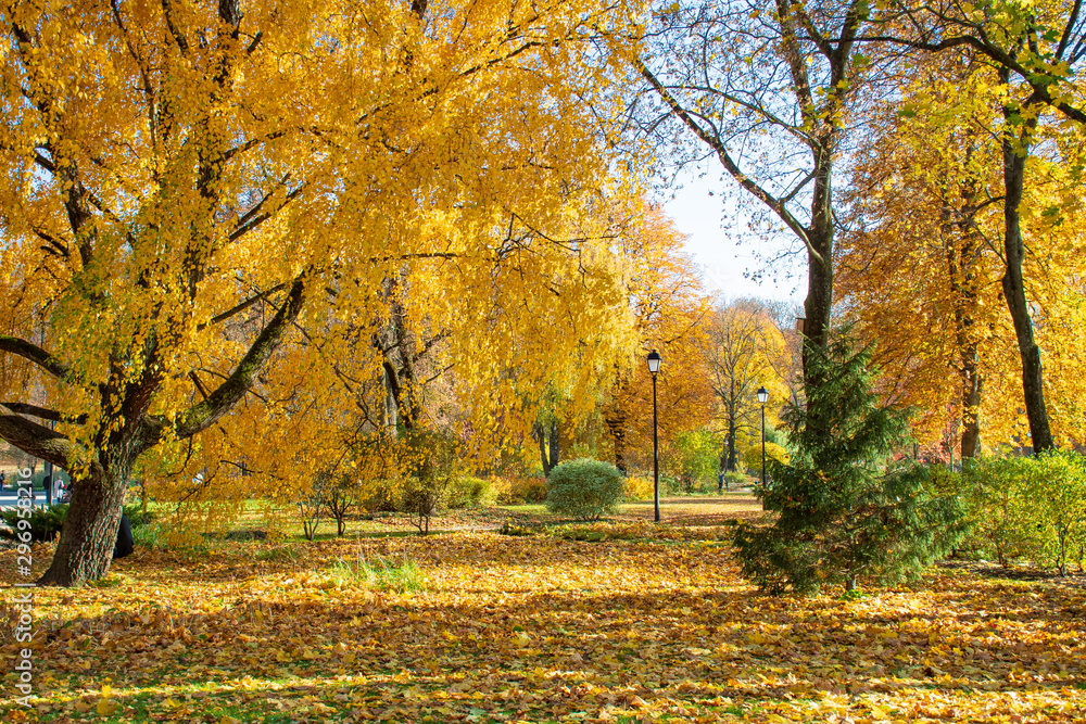 Beautiful park in autumn with old street lamps and benches, trees and yellow leaves