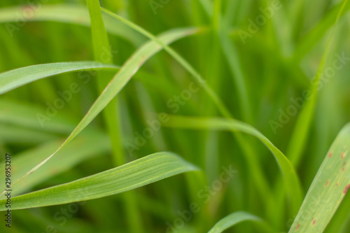 Blurred of natural green leaves background/
