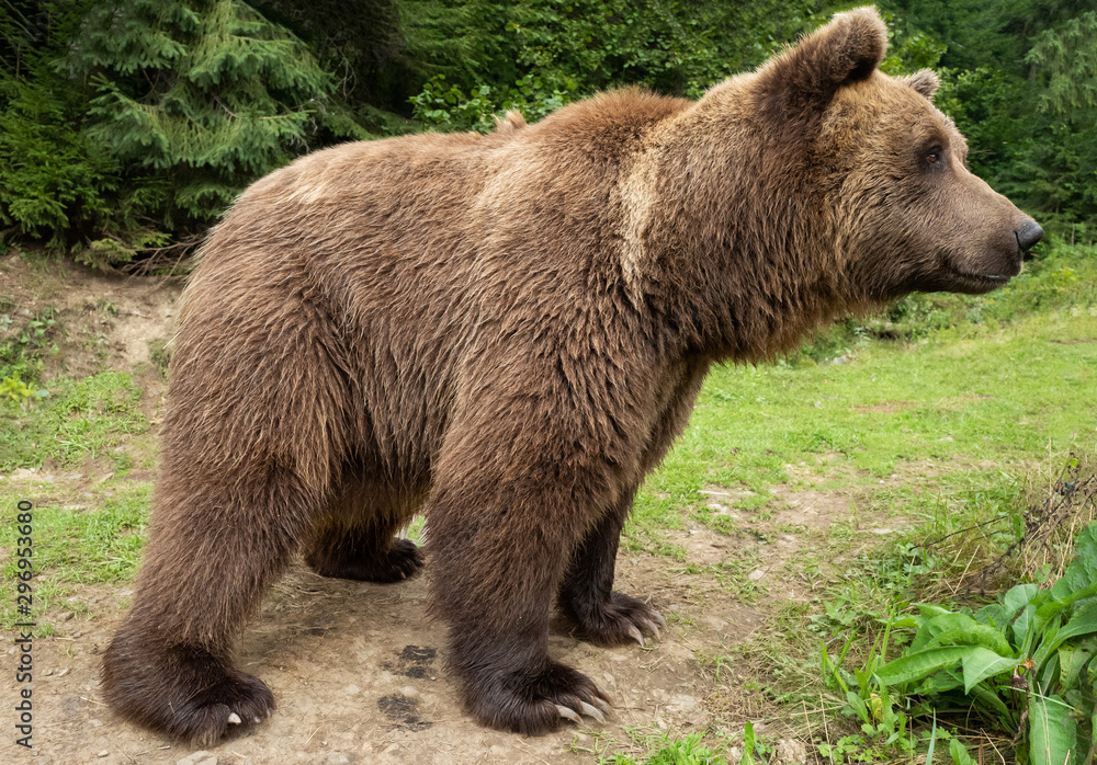 Brown bear stands on the background of the forest. Brown bear stands on the background of the forest.