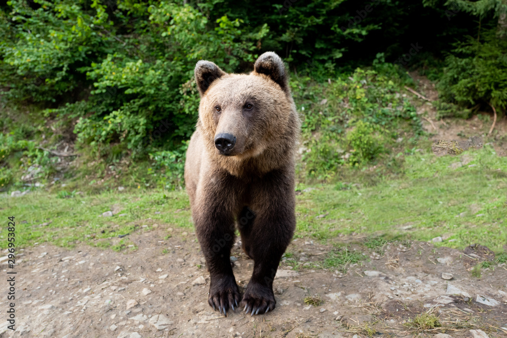 Fototapeta premium Brown bear stands on the background of the forest.