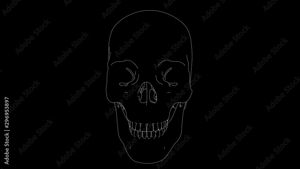 drawing of skeleton skull in black and white