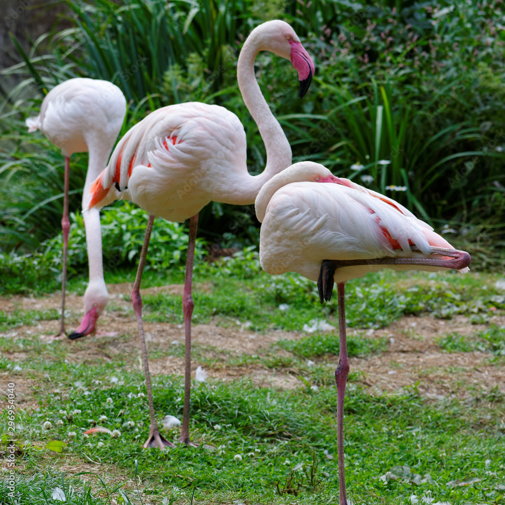 flamant rose