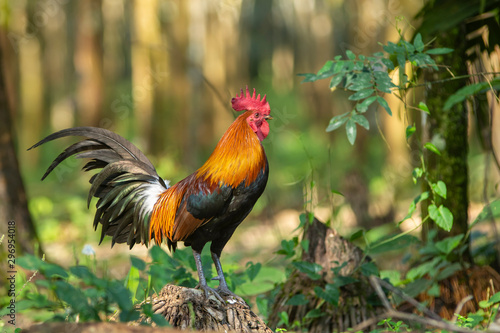 The Red Junglefowl (Gallus gallus,Wild Chickens) of Nature in thailand © suksamranpix