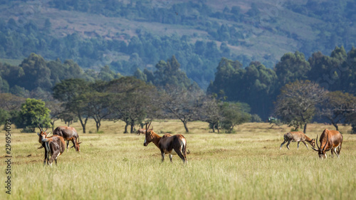 Group of  Blesbuck in Mlilwane wildlife sanctuary scenery , Swaziland   specie Damaliscus pygargus phillipsi family of bovidae © PACO COMO