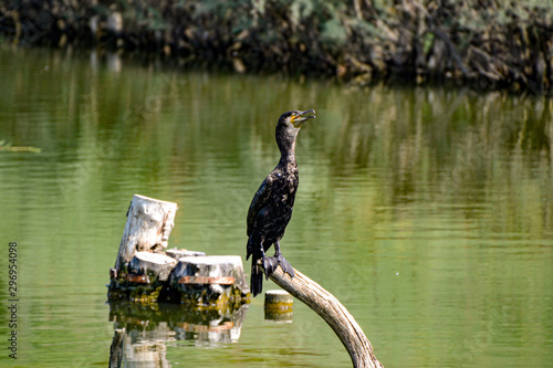 Die Ohrenscharbe ist eine Vogelart aus der Familie der Kormorane. Vogel im Zoo Punta Verde in Lignano (Italien) photo