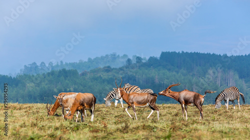 Blesbuck and plain zebras in Mlilwane wildlife sanctuary  Swaziland