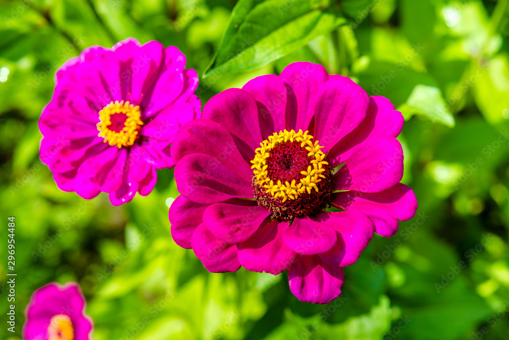 Obraz premium red zinnia on a green background closeup