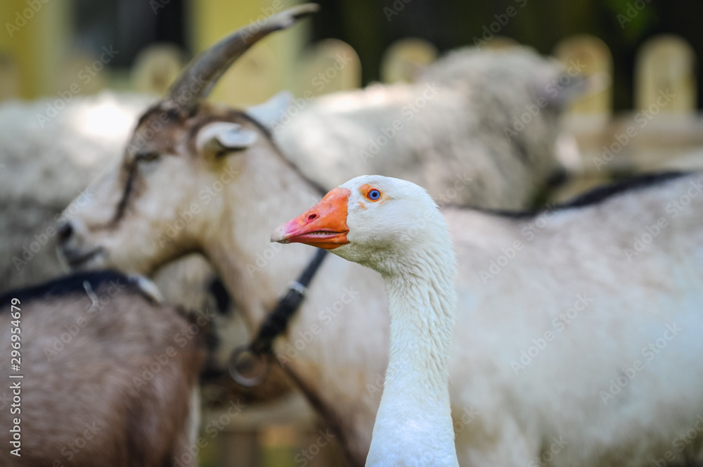 Goose and goat on a farm
