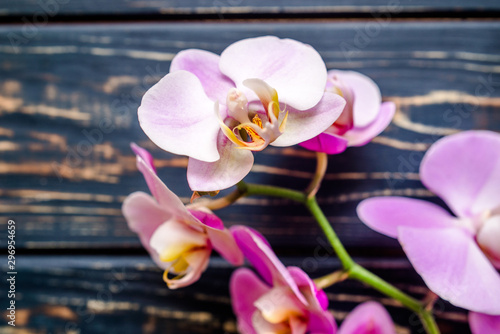 A branch of purple orchids on a brown wooden background 
