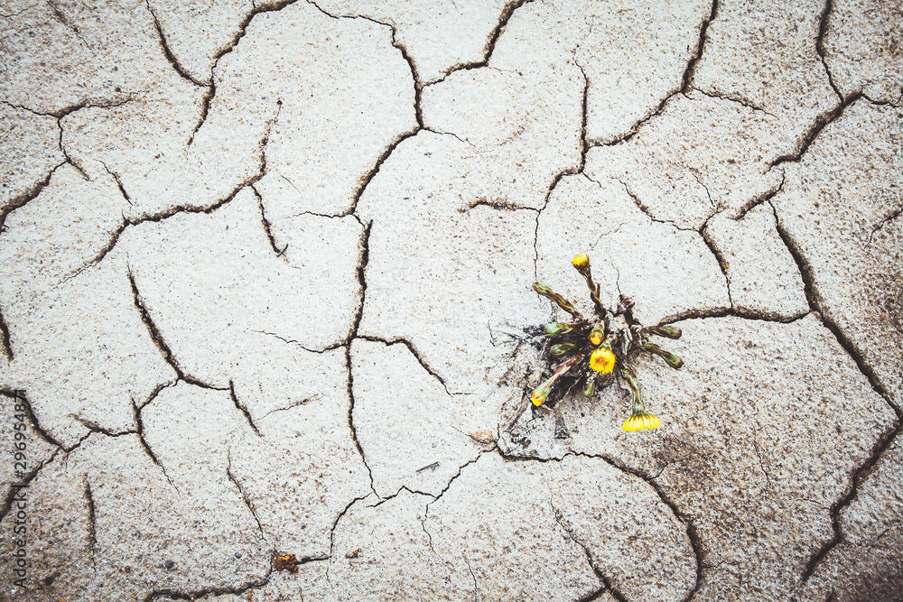 Obraz premium yellow flower growing in cracked land climate change global warming