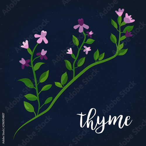 Vector illustration of thyme twig Culinary herb