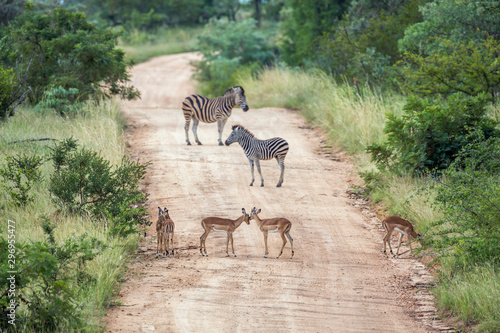 Common impala and plain zebra in Kruger National park, South Africa photo