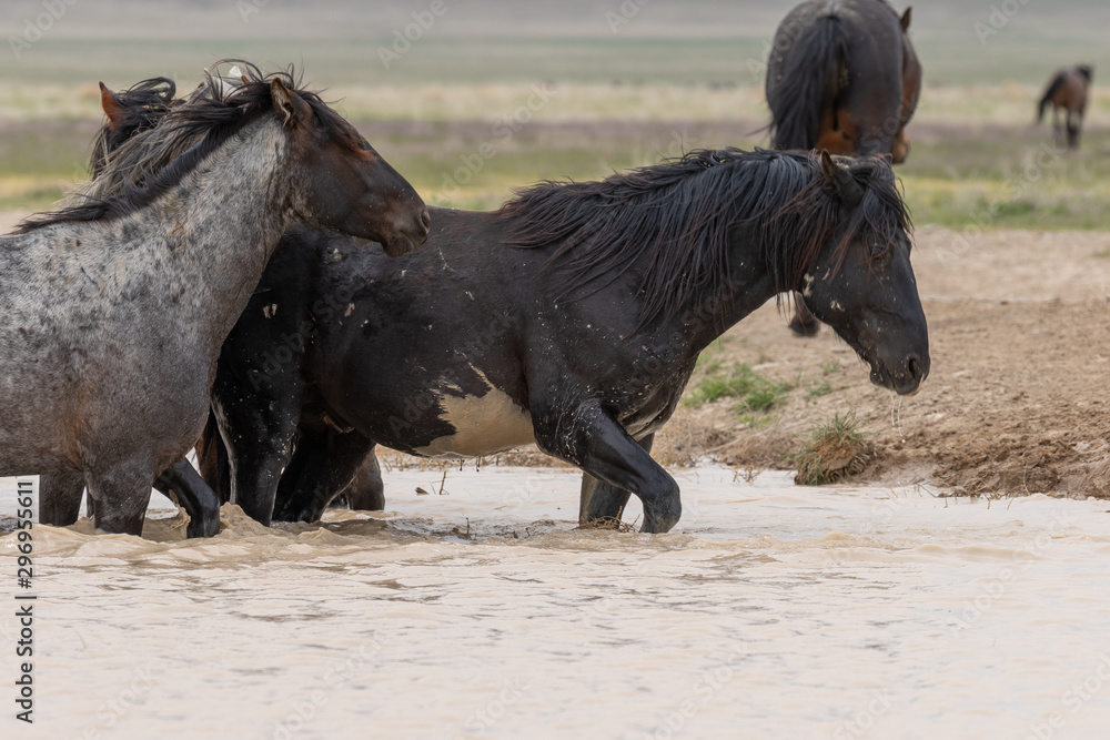 Fototapeta premium Wild Horses at a Utah Desert Waterhole