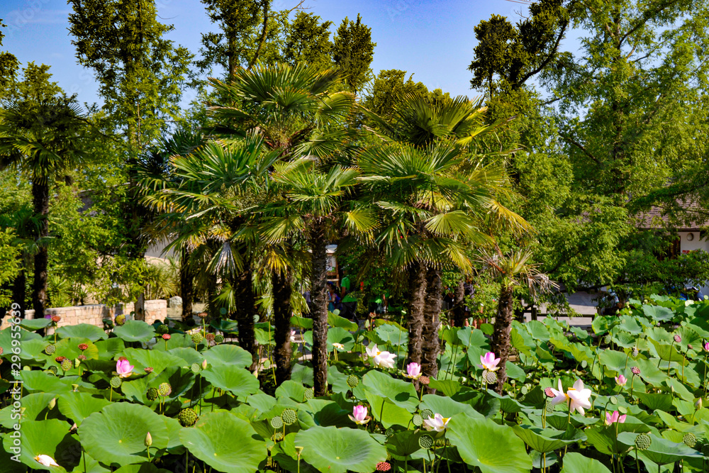 Seerosen Paradies / mit Palmen im Zoo Punta Verde in Lignano (Italien) 