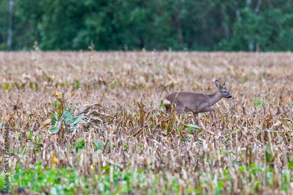 A deer was disturbed by a dog  owner and it runs across fields thereof