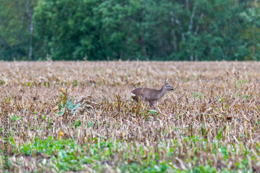 A deer was disturbed by a dog owner and it runs across fields thereof A deer was disturbed by a dog owner and it runs across fields thereof