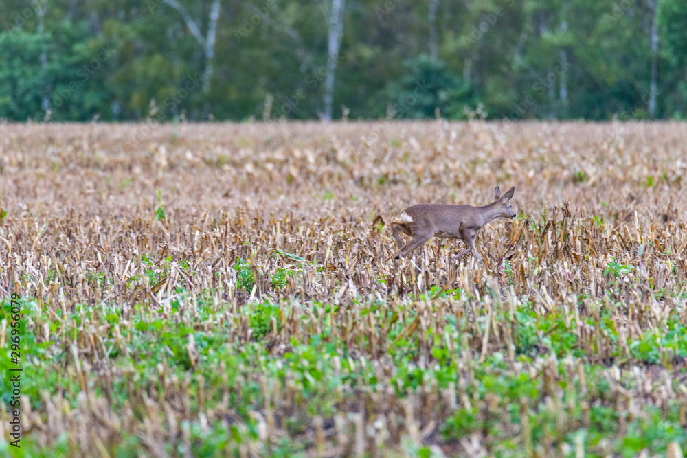 A deer was disturbed by a dog owner and it runs across fields thereof A deer was disturbed by a dog owner and it runs across fields thereof
