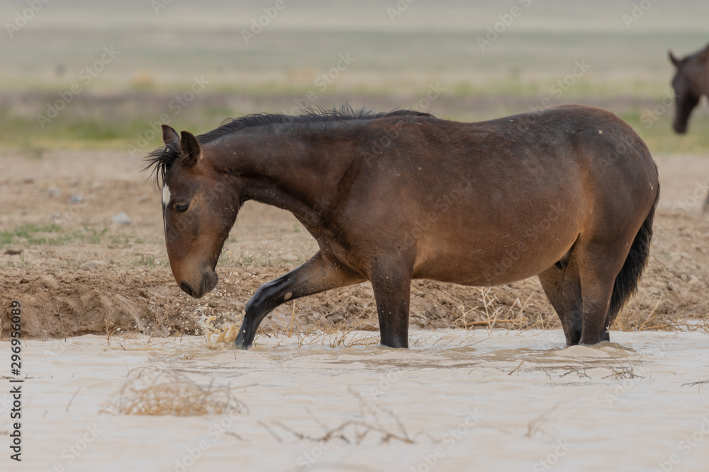 Wild Horses at a Utah Desert Waterhole Wild Horses at a Utah Desert Waterhole