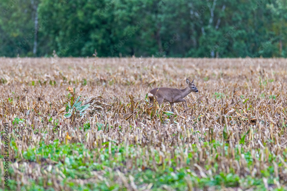 A deer was disturbed by a dog owner and it runs across fields thereof A deer was disturbed by a dog owner and it runs across fields thereof