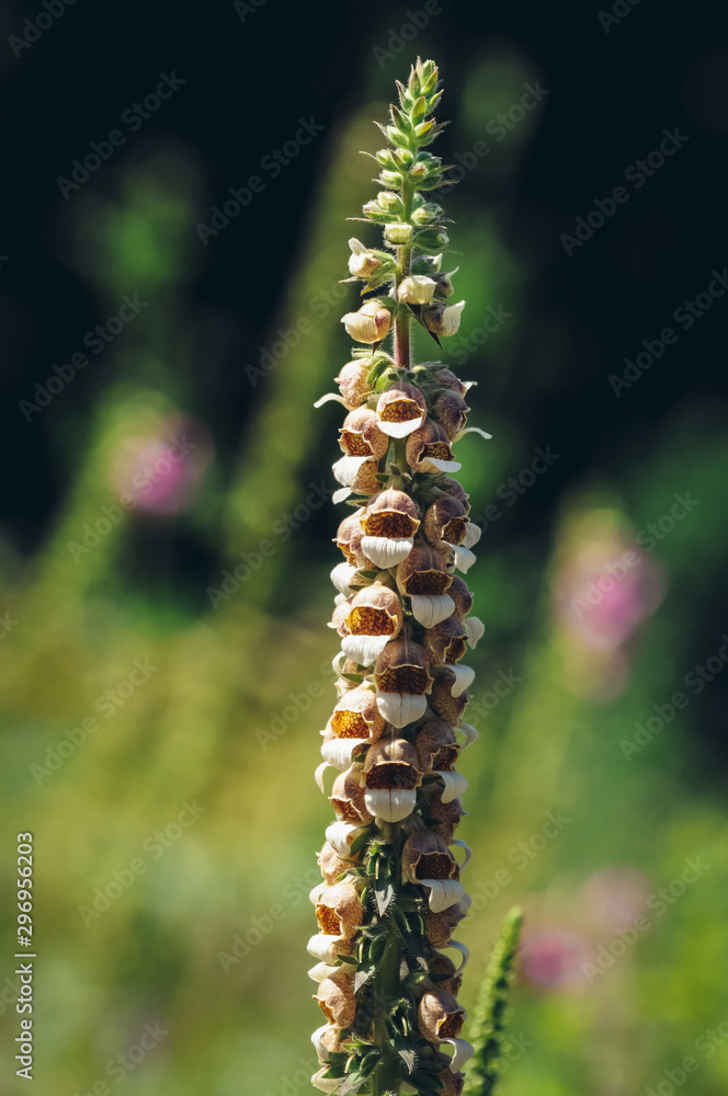 Digitalis ferruginea flowering plant in the genus Digitalis of the family Plantaginaceae commonly known as rusty foxglove