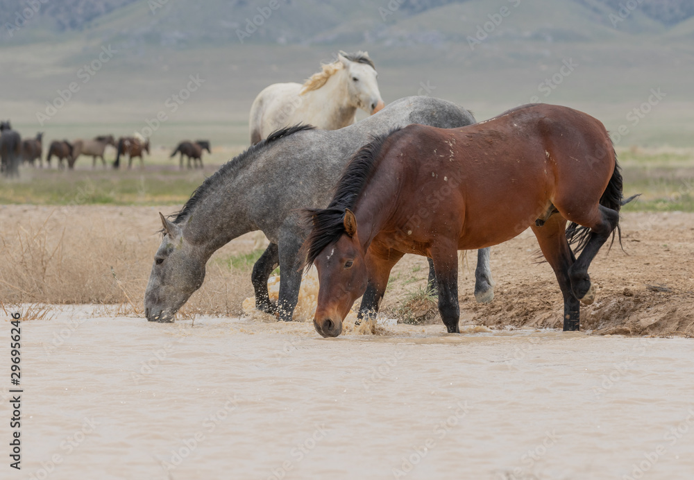 Wild Horses at a Utah Desert Waterhole Wild Horses at a Utah Desert Waterhole