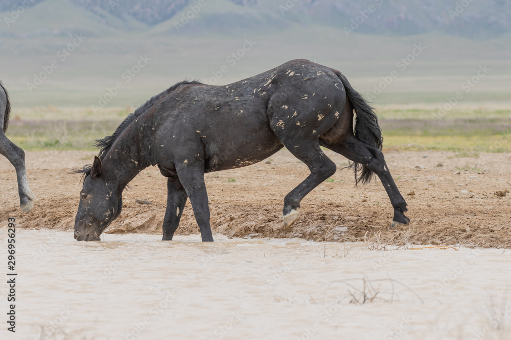 Fototapeta premium Wild Horses at a Utah Desert Waterhole