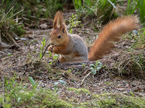 Ecureuil roux mangeant au sol dans la forêt.