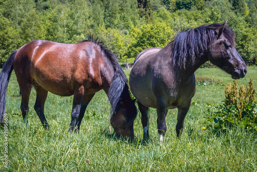 Pari of so called Hucul or Carpathian horses on a green meadow in Bieszczady Mountains National Park, Poland