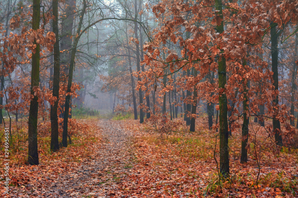 Forest. Autumn. Fog. Autumn painted leaves with its magical colors. Morning fog makes the forest mysterious and magical. Forest. Autumn. Fog. Autumn painted leaves with its magical colors. Morning fog makes the forest mysterious and magical.