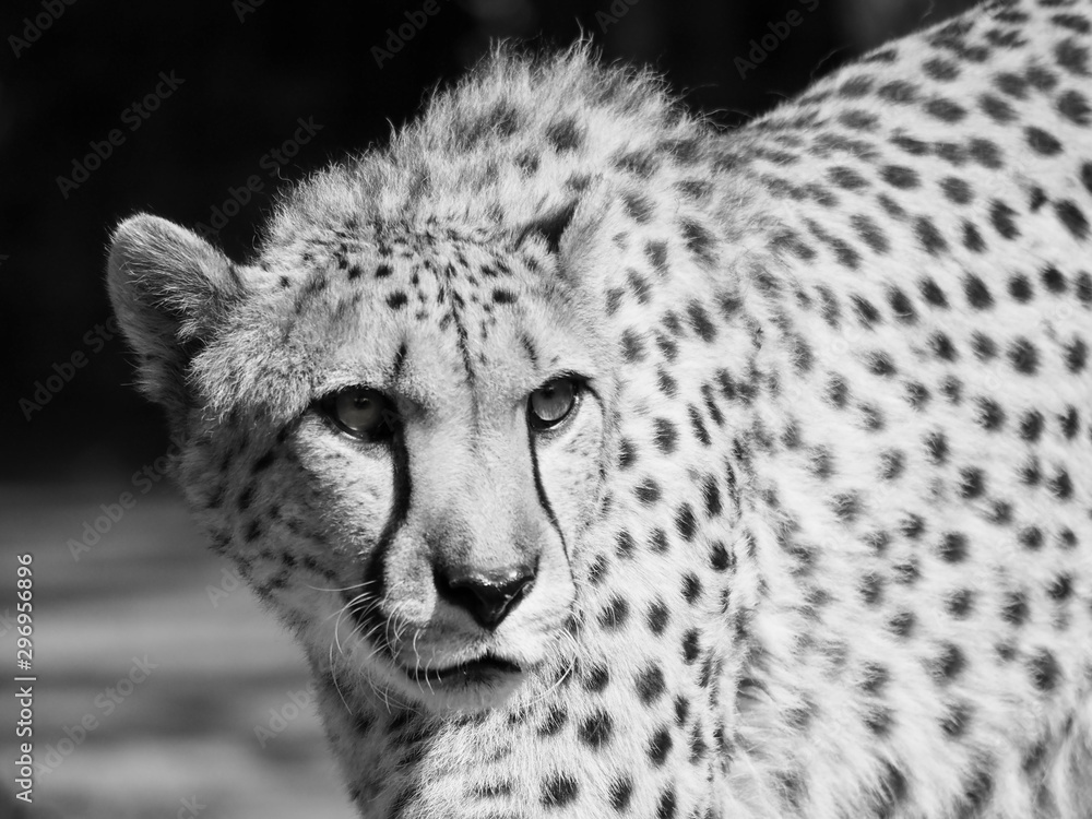 Obraz premium Portrait de Guépard