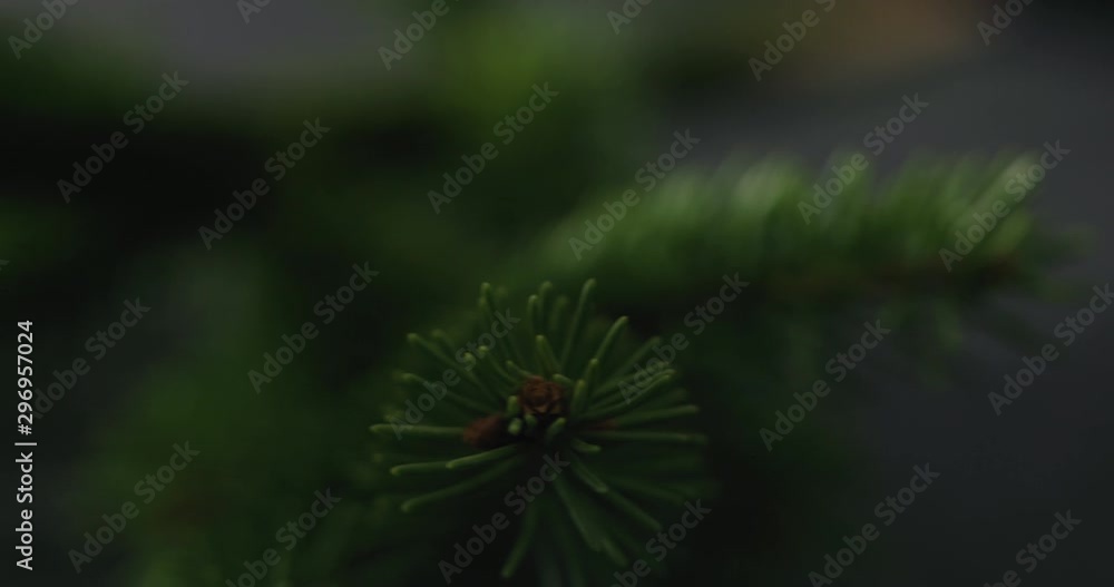 Slow motion pan of spruce twig on terrazzo countertop Slow motion pan of spruce twig on terrazzo countertop