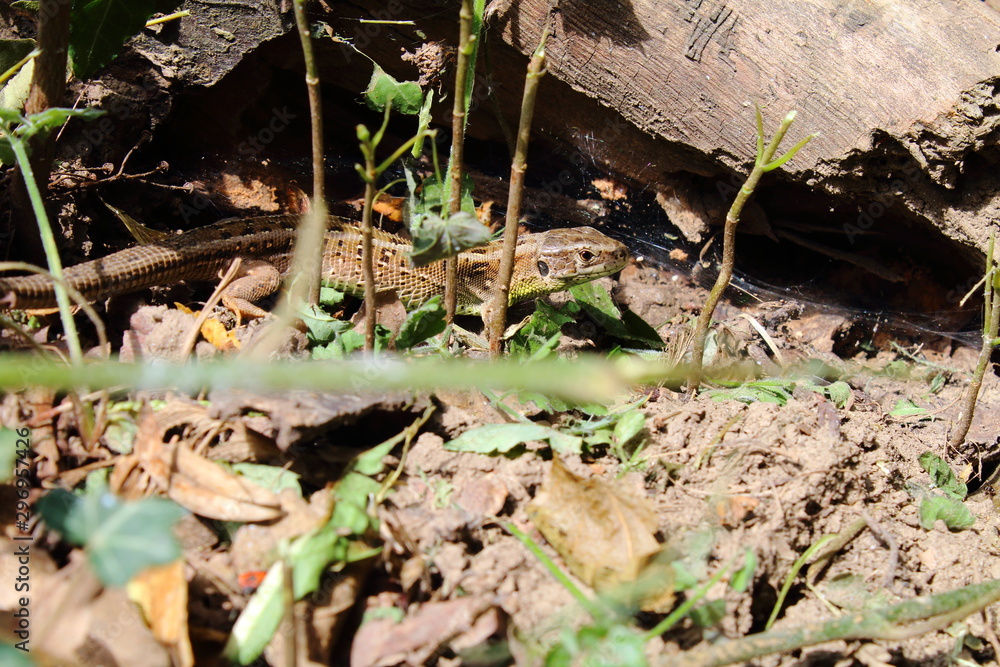 Naklejka premium lizard in the grass