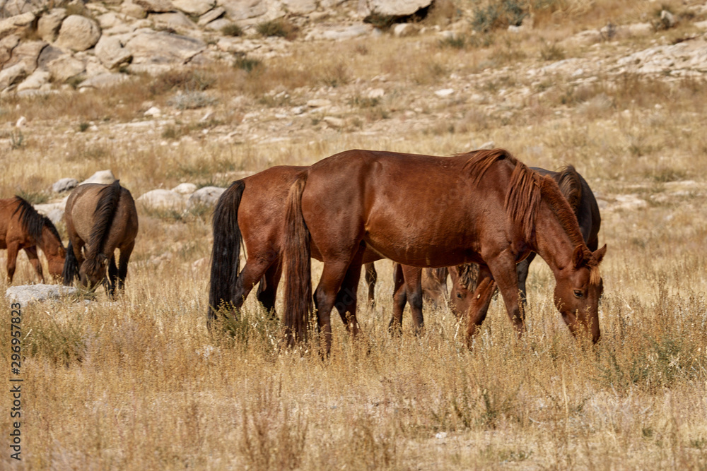 Beautiful wild horses in the mountains of Mongolia