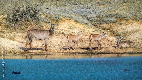 Common Waterbuck in Kruger National park, South Africa photo