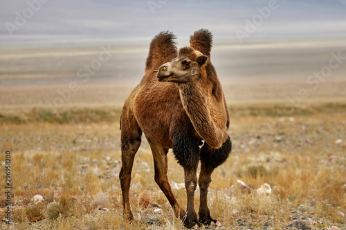 Bactrian camel in the Gobi desert of Mongolia, beautiful closeup portrait