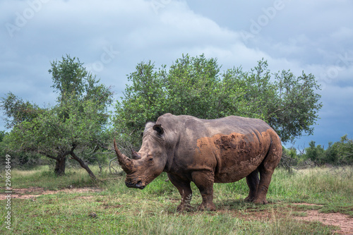 Southern white rhinoceros in Kruger National park  South Africa